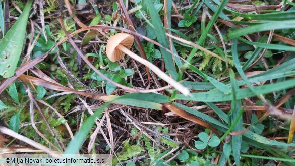 Galerina vittiformis