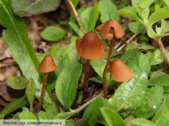 Conocybe pubescens