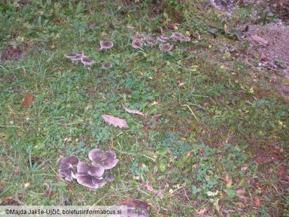 Tricholoma terreum