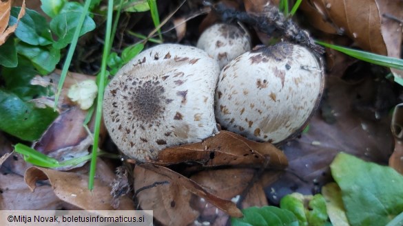 Coprinopsis romagnesiana