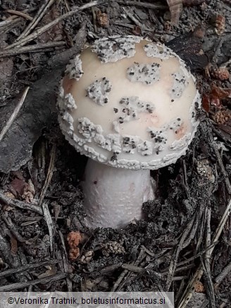 Amanita rubescens