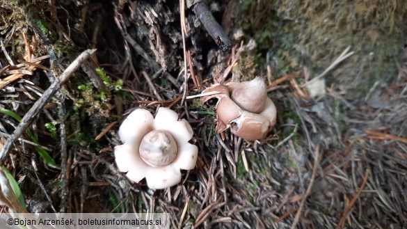 Geastrum fimbriatum