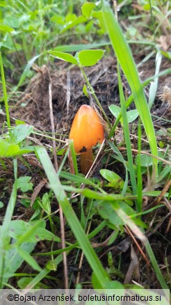 Hygrocybe conica