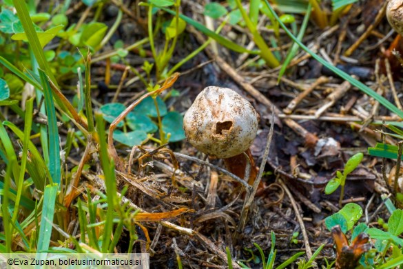 Tulostoma winterhoffii