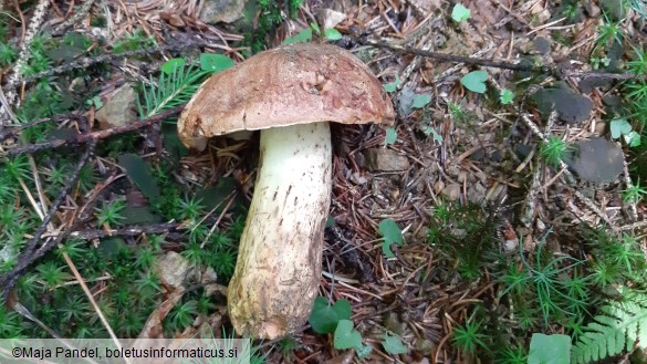 Boletus appendiculatus