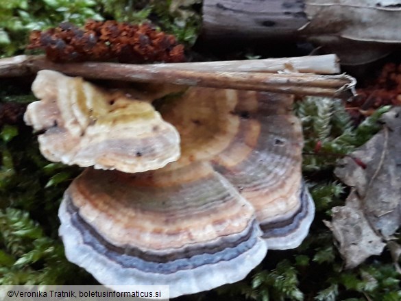 Trametes versicolor