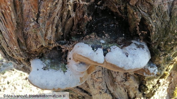 Ganoderma applanatum