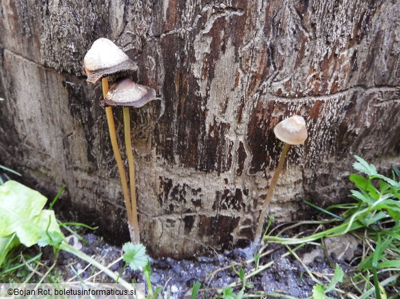 Psathyrella corrugis