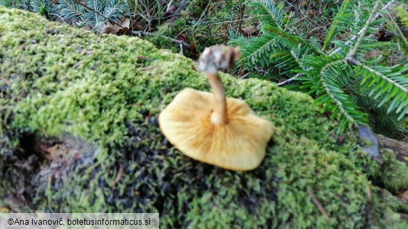 Pholiota astragalina