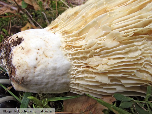 Lactarius bertillonii