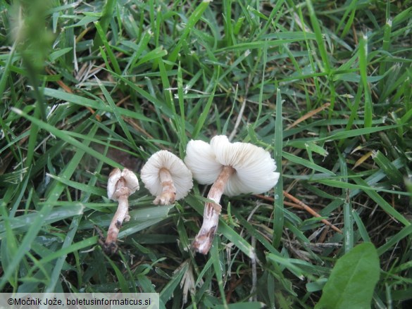 Lepiota lilacea