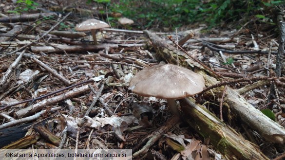 Pluteus cervinus