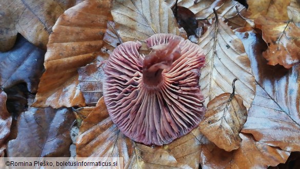 Hygrophorus capreolarius