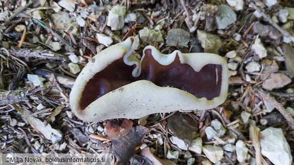Geoscypha ampelina