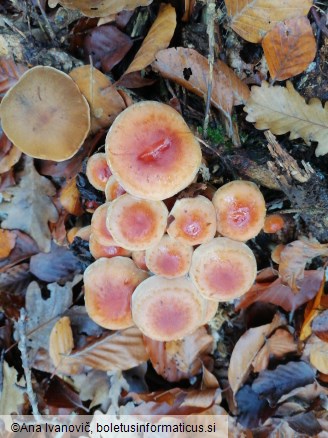 Hypholoma lateritium