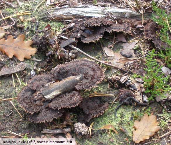 Thelephora terrestris