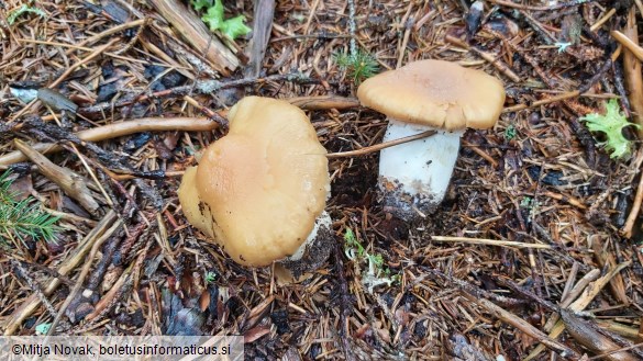 Cortinarius caperatus