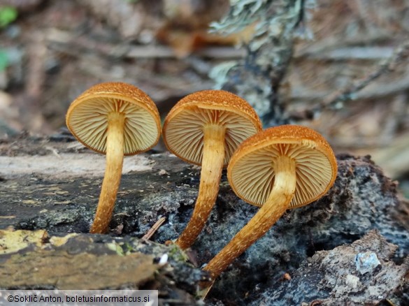 Flammulaster limulatus