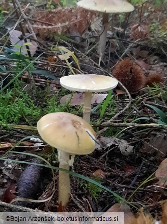 Amanita phalloides