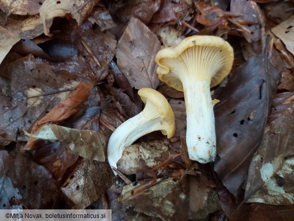 Cantharellus pallens