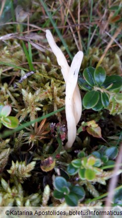 Clavaria vermicularis