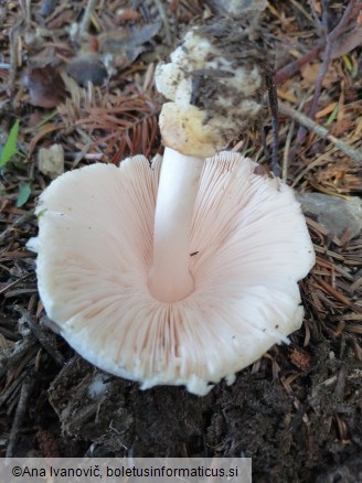 Volvariella hypopithys