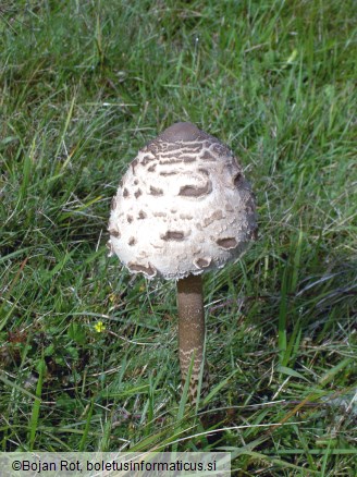 Macrolepiota procera