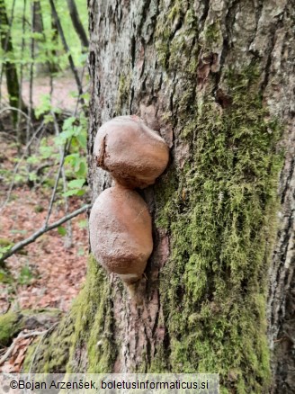 Phellinus hartigii