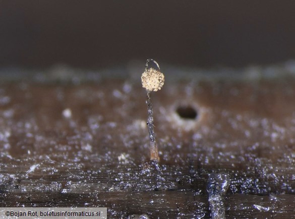 Cribraria oregana