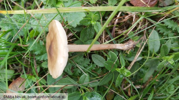 Melanoleuca rasilis