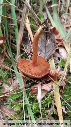 Chalciporus piperatus