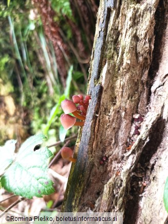 Mycena renati