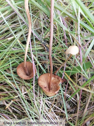 Conocybe tenera
