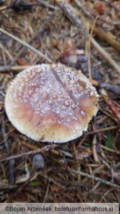 Amanita rubescens