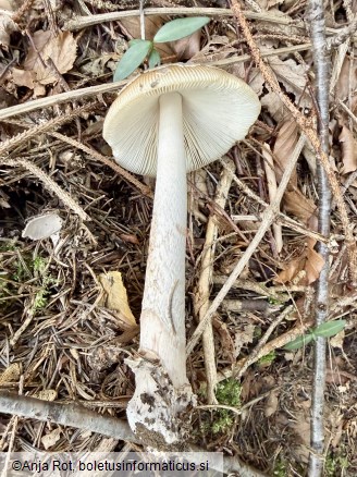 Amanita ceciliae