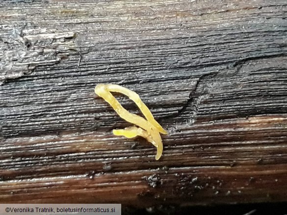 Calocera cornea