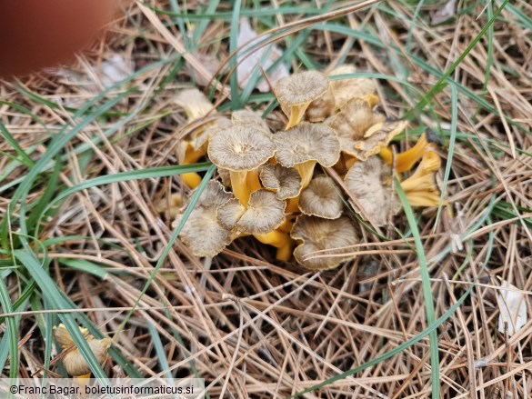 Craterellus lutescens