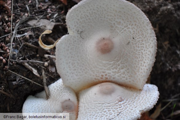 Leucoagaricus americanus