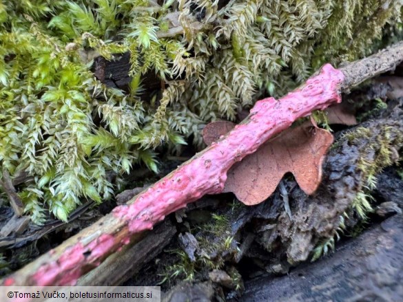 Marchandiomyces quercinus