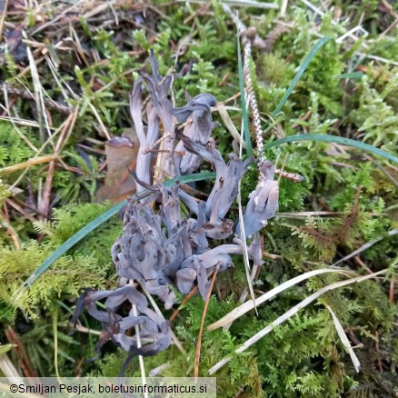 Clavaria grisea