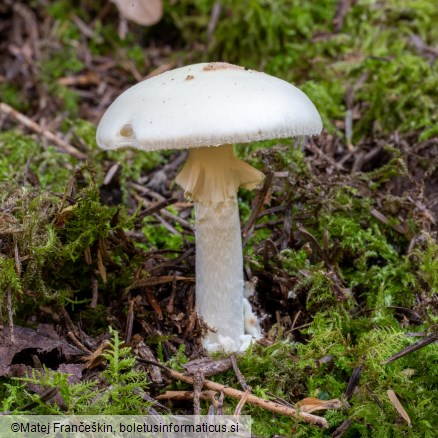 Amanita citrina