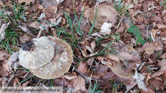 Melanoleuca decembris