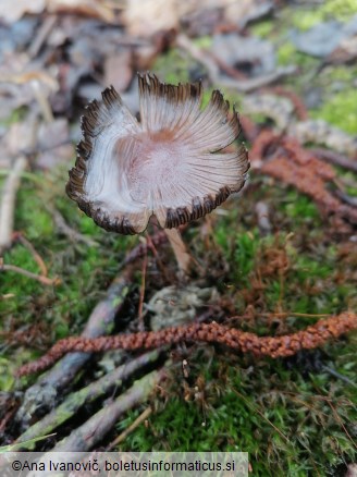 Coprinellus micaceus