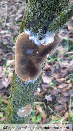 Phellinus pomaceus