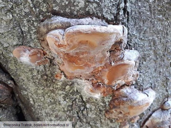 Phellinus pomaceus