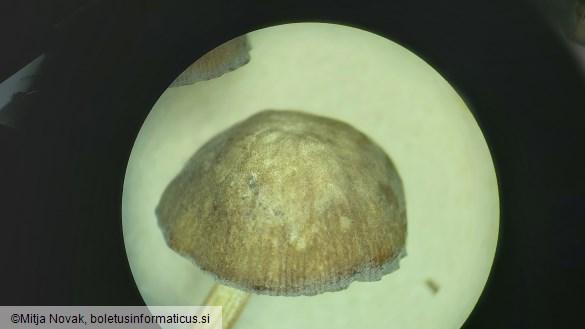 Pluteus plautus