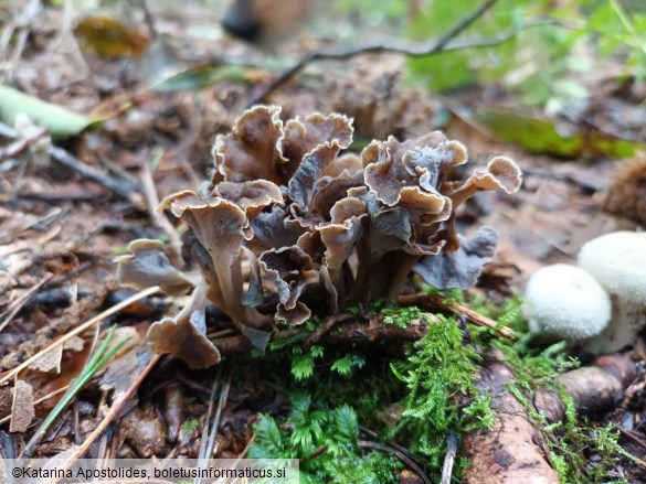 Craterellus undulatus