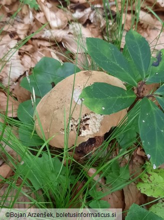 Boletus luridus