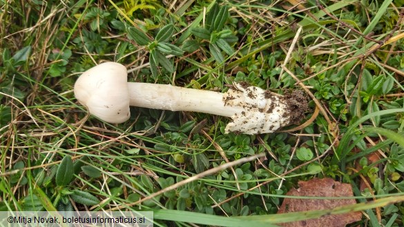 Amanita simulans