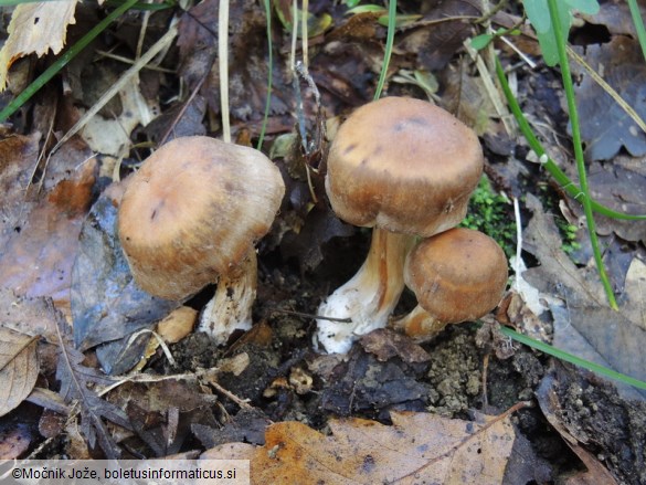 Cortinarius subferrugineus